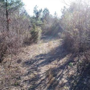 Photo of SOLD!!  63 Acres of Timber and Hunting Land For Sale in Caroline County VA!