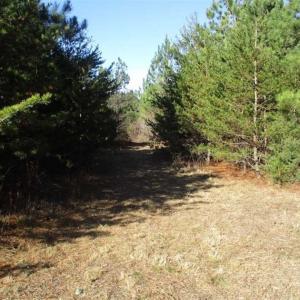 Photo of SOLD!!  63 Acres of Timber and Hunting Land For Sale in Caroline County VA!