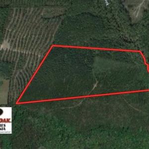 Photo of SOLD!!  63 Acres of Timber and Hunting Land For Sale in Caroline County VA!