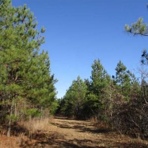 Photo of SOLD!!  63 Acres of Timber and Hunting Land For Sale in Caroline County VA!