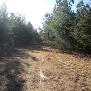 Photo of SOLD!!  63 Acres of Timber and Hunting Land For Sale in Caroline County VA!