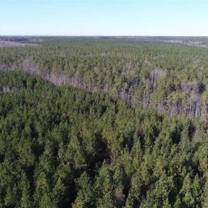 Photo of SOLD!!  63 Acres of Timber and Hunting Land For Sale in Caroline County VA!