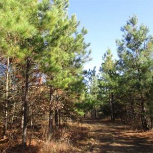 Photo of SOLD!!  63 Acres of Timber and Hunting Land For Sale in Caroline County VA!