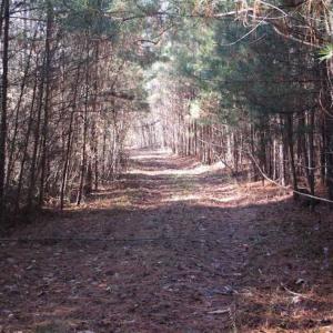 Photo of SOLD!!  63 Acres of Timber and Hunting Land For Sale in Caroline County VA!