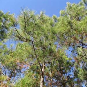 Photo of SOLD!!  63 Acres of Timber and Hunting Land For Sale in Caroline County VA!