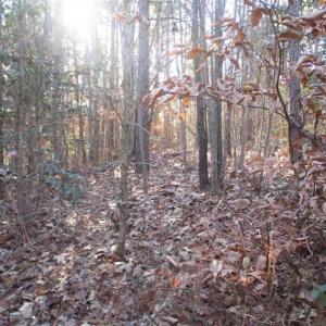 Photo of SOLD!!  63 Acres of Timber and Hunting Land For Sale in Caroline County VA!