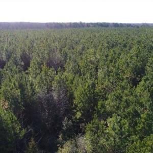 Photo of SOLD!!  63 Acres of Timber and Hunting Land For Sale in Caroline County VA!