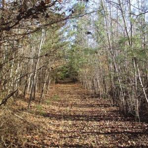 Photo of SOLD!!  63 Acres of Timber and Hunting Land For Sale in Caroline County VA!
