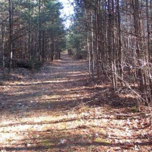 Photo of SOLD!!  63 Acres of Timber and Hunting Land For Sale in Caroline County VA!