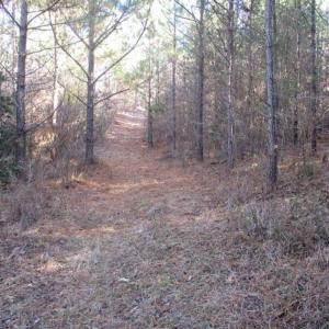 Photo of SOLD!!  63 Acres of Timber and Hunting Land For Sale in Caroline County VA!