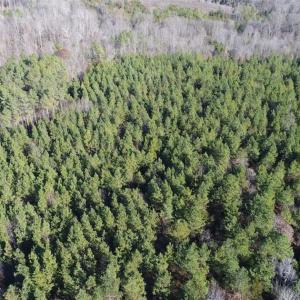 Photo of SOLD!!  63 Acres of Timber and Hunting Land For Sale in Caroline County VA!