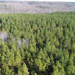 Photo of SOLD!!  63 Acres of Timber and Hunting Land For Sale in Caroline County VA!