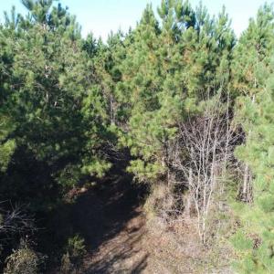 Photo of SOLD!!  63 Acres of Timber and Hunting Land For Sale in Caroline County VA!