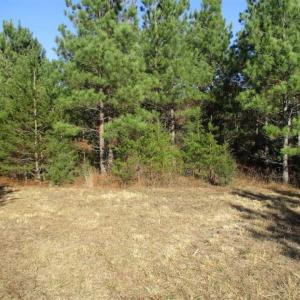 Photo of SOLD!!  63 Acres of Timber and Hunting Land For Sale in Caroline County VA!