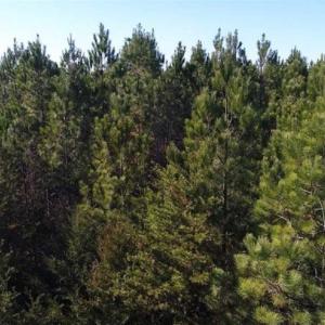Photo of SOLD!!  63 Acres of Timber and Hunting Land For Sale in Caroline County VA!