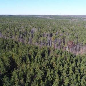 Photo of SOLD!!  63 Acres of Timber and Hunting Land For Sale in Caroline County VA!