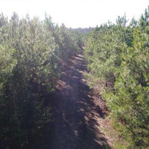 Photo of SOLD!!  63 Acres of Timber and Hunting Land For Sale in Caroline County VA!