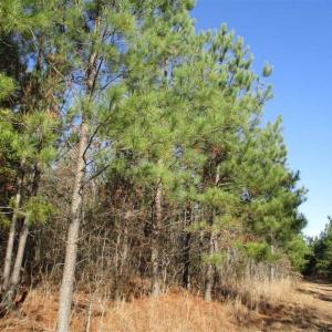 Photo of SOLD!!  63 Acres of Timber and Hunting Land For Sale in Caroline County VA!