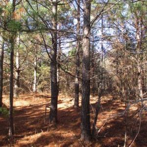 Photo of SOLD!!  63 Acres of Timber and Hunting Land For Sale in Caroline County VA!