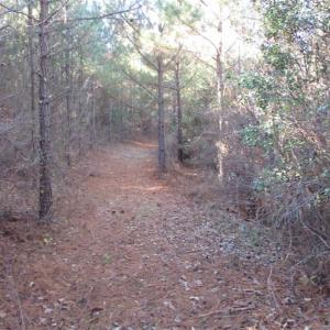 Photo of SOLD!!  63 Acres of Timber and Hunting Land For Sale in Caroline County VA!