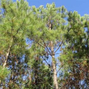 Photo of SOLD!!  63 Acres of Timber and Hunting Land For Sale in Caroline County VA!
