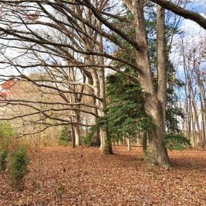 Photo of SOLD!  17 Acres of Hunting Land For Sale in Warren County NC!