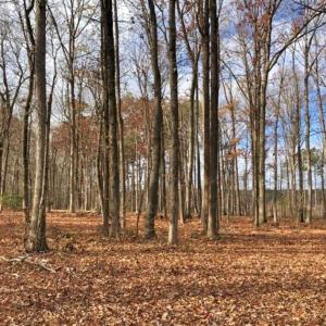 Photo of SOLD!  17 Acres of Hunting Land For Sale in Warren County NC!