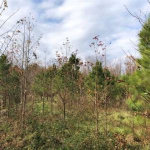 Photo of SOLD!  17 Acres of Hunting Land For Sale in Warren County NC!