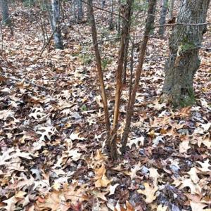 Photo of SOLD!  17 Acres of Hunting Land For Sale in Warren County NC!