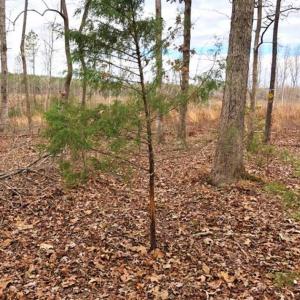 Photo of SOLD!  17 Acres of Hunting Land For Sale in Warren County NC!