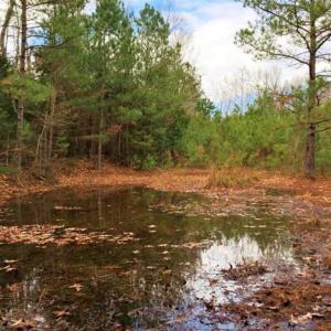 Photo of SOLD!  17 Acres of Hunting Land For Sale in Warren County NC!