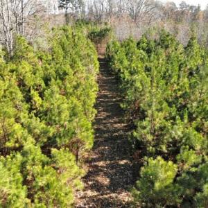 Photo of SOLD!  17 Acres of Hunting Land For Sale in Warren County NC!