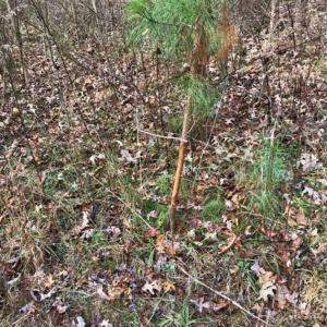 Photo of SOLD!  17 Acres of Hunting Land For Sale in Warren County NC!