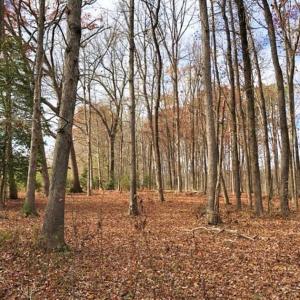 Photo of SOLD!  17 Acres of Hunting Land For Sale in Warren County NC!