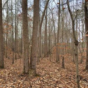 Photo of SOLD!  17 Acres of Hunting Land For Sale in Warren County NC!