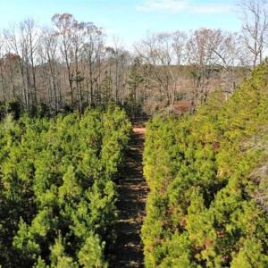 Photo of SOLD!  17 Acres of Hunting Land For Sale in Warren County NC!