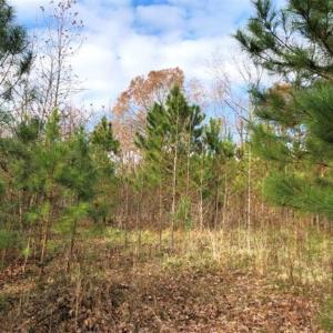 Photo of SOLD!  17 Acres of Hunting Land For Sale in Warren County NC!