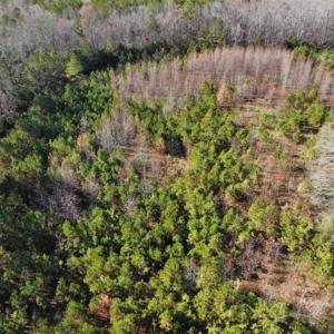 Photo of SOLD!  17 Acres of Hunting Land For Sale in Warren County NC!
