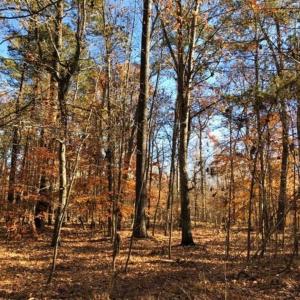 Photo of 10 Acres of Residential Land For Sale in Chowan County NC!