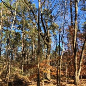 Photo of 10 Acres of Residential Land For Sale in Chowan County NC!