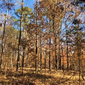 Photo of 10 Acres of Residential Land For Sale in Chowan County NC!