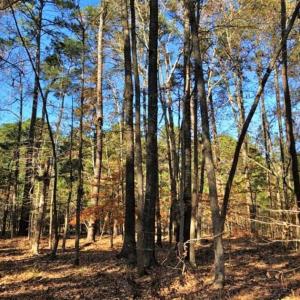 Photo of 10 Acres of Residential Land For Sale in Chowan County NC!