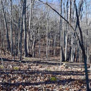 Photo of UNDER CONTRACT!!  68 Acres of Hunting and Recreational Land For Sale in Botetourt Co VA!