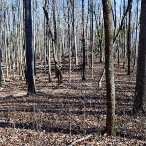 Photo of UNDER CONTRACT!!  68 Acres of Hunting and Recreational Land For Sale in Botetourt Co VA!