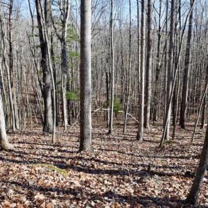 Photo of UNDER CONTRACT!!  68 Acres of Hunting and Recreational Land For Sale in Botetourt Co VA!