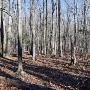 Photo of UNDER CONTRACT!!  68 Acres of Hunting and Recreational Land For Sale in Botetourt Co VA!