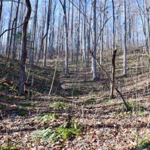 Photo of UNDER CONTRACT!!  68 Acres of Hunting and Recreational Land For Sale in Botetourt Co VA!