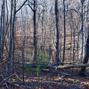 Photo of UNDER CONTRACT!!  68 Acres of Hunting and Recreational Land For Sale in Botetourt Co VA!