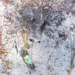 Photo of UNDER CONTRACT!!  12.25 Acres of Hunting Land For Sale in Scotland County NC!