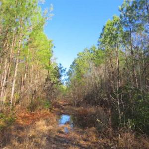 Photo of UNDER CONTRACT!!  12.25 Acres of Hunting Land For Sale in Scotland County NC!